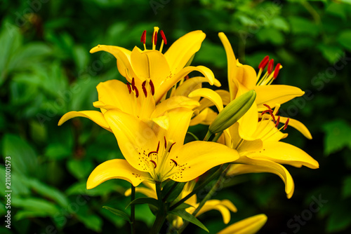 Bright Yellow Lily Flowers Blooming in Lush Green Garden During Summer