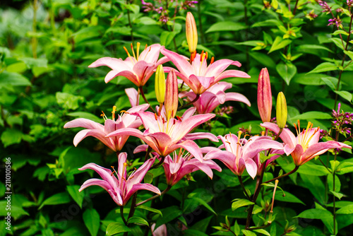 Beautiful Pink Lily Flowers Blooming in a Lush Summer Garden Landscape