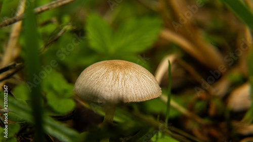 Fotografie poisonous mushroom Psatyrella