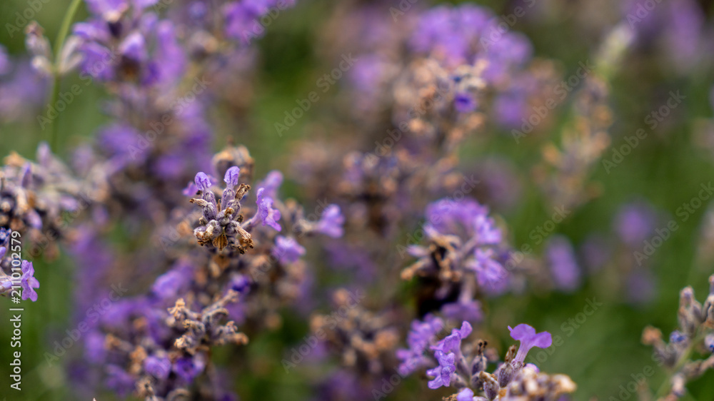 Fototapeta premium lavender blossom. purple flower in nature