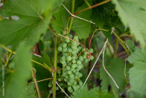 Close-up of unripe green grape clusters growing on a grapevine among green leaves in a greenhouse