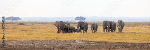 Obraz na płótnie African elephant breeding herd with a young calf walking directly toward the camera across the dusty savannah plains of Amboseli National Park, Kenya