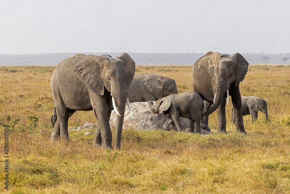 Obraz premium Breeding herd of African elephants with a young calf gathers around a termite mound on the dry savanna of Amboseli National Park, Kenya.