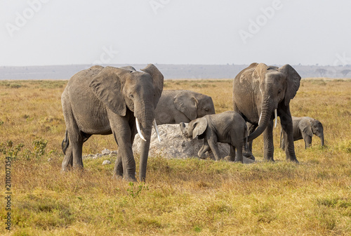 Breeding herd of African elephants with a young calf gathers around a termite mound on the dry savanna of Amboseli National Park, Kenya.