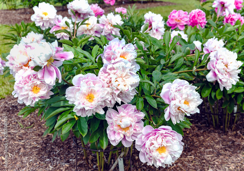 Foto Peonies of the 'Lady Alexandra Duff' variety, characterized by soft pink petals and a creamy white center, typically bloom in mid-summer and reach a height of about 90 cm