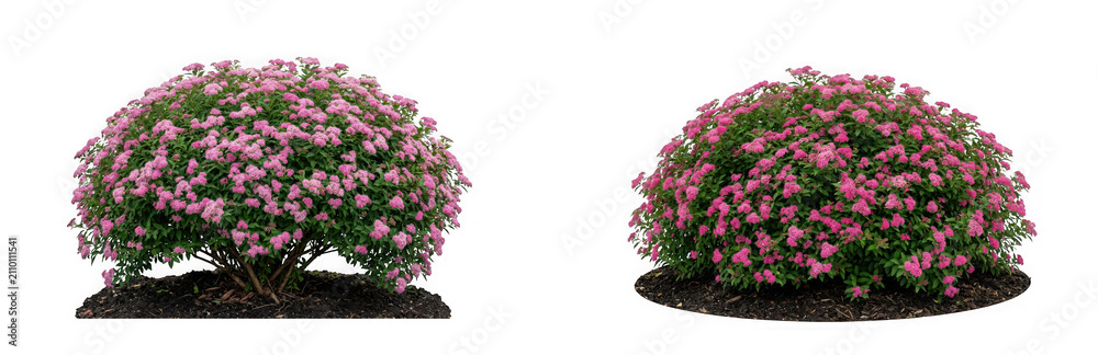 Fototapeta premium Blooming pink spirea bushes isolated on transparent background