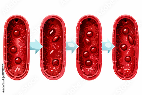 Cuadro en lienzo Cell division process diagram illustrated vector graphic with red cells and blue