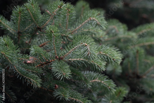 Obraz na płótnie pine tree branches