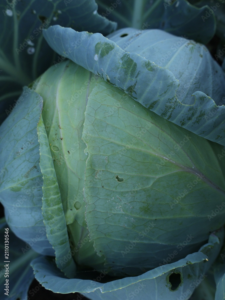 Fototapeta premium Growing cabbage head in open ground vegetable garden