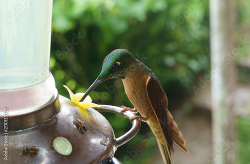 Foto colibri nella foresta amazzonica,mentre volano e si alimenta
