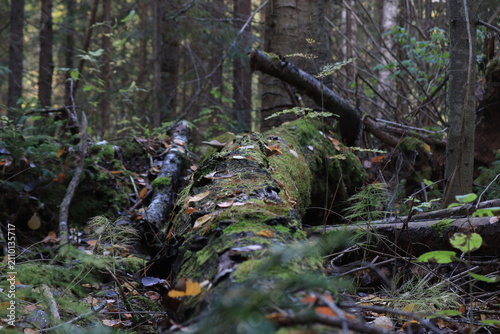 forest in autumn