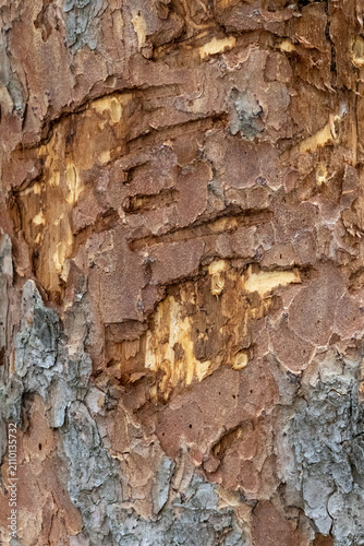 Foto Close-up texture of rough tree bark with visible claw marks and weathered patter