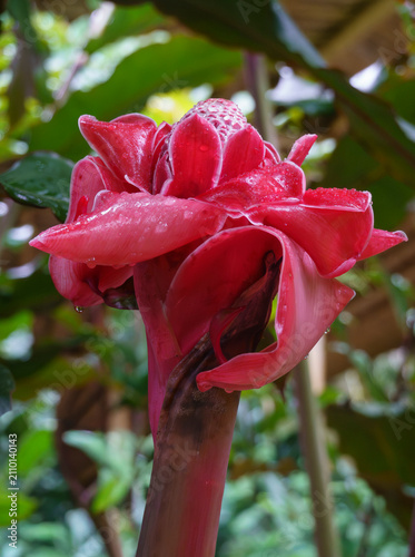 fiori tipici del Sud America