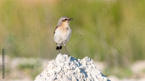 Фотография red backed shrike