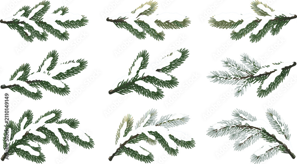 Fototapeta premium Set of snow covered pine branches with detailed needles winter botanical elements vector illustration collection