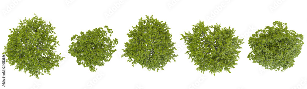 Fototapeta premium Collection of Quercus trees on transparent background from the top view