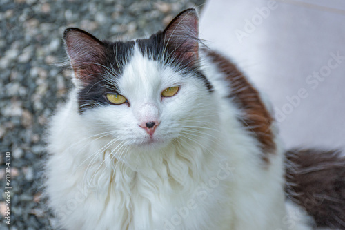 gato branco e preto