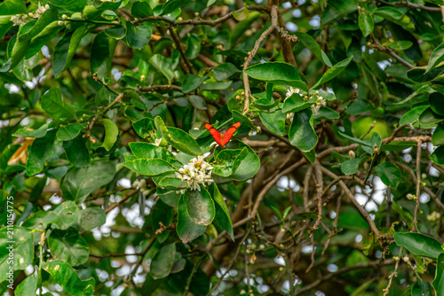 borboleta nas flores do pé de limão