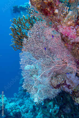 Picturesque giant sea fan (Gorgonia) in clean blue tropical water, underwater landscape