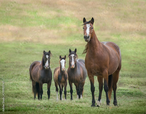 Canvas Print adult male and female Connemara Pony herd with foal at side