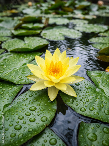 Canvas Print A vibrant yellow water lily blooms among dew-covered lily pads, floating peacefully on the calm surface of a freshwater pond