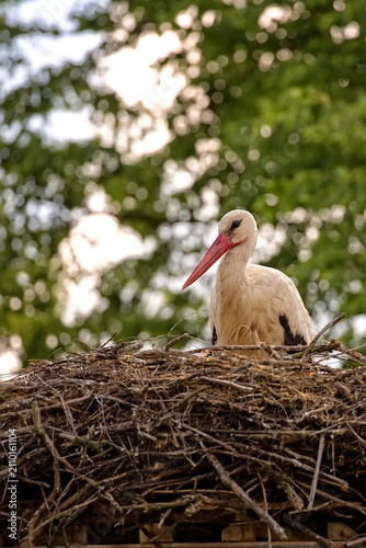 Fotografie White stork in the nest