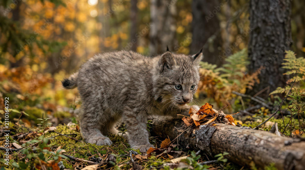 Obraz premium Young Lynx Kitten Exploring Forest Floor in Autumn.