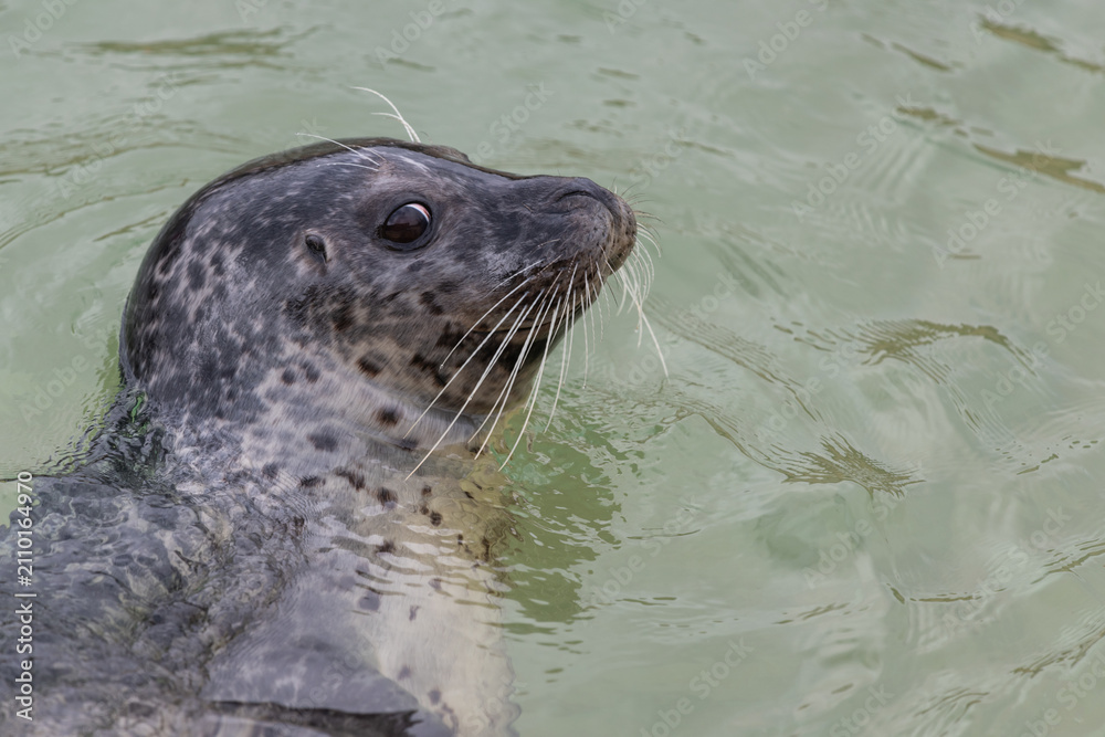 Fototapeta premium Close up of a common seal (phoca vitulina) in the water
