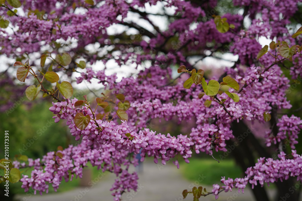 Fototapeta premium Blooming Redbud Tree Branches Covered With Vibrant Purple Spring Blossoms Everywhere