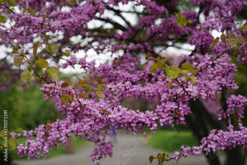 Blooming Redbud Tree Branches Covered With Vibrant Purple Spring Blossoms Everywhere