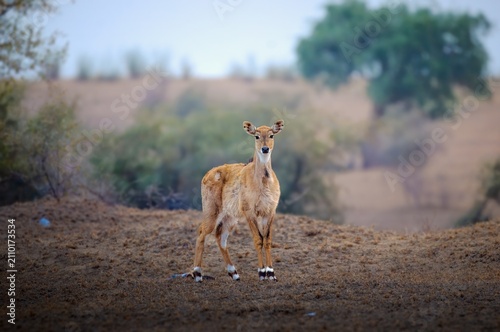 Foto he nilgai is the largest antelope in Asia