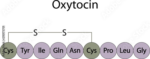 Structure of Oxytocin (hormone)