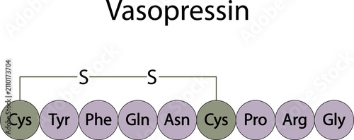 Structure of vasopressin (antidiuretic hormone)
