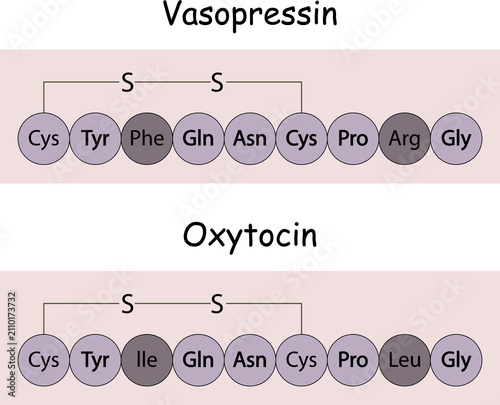 Structures of vasopressin (antidiuretic hormone) and oxytocin