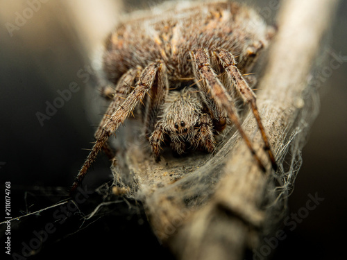 Fotografie Araña al acecho en una flor seca silvestre