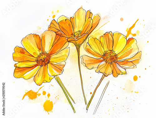 Marigold Flowers Watercolor Sketch on White Background