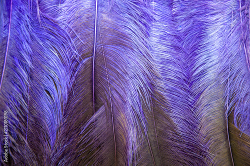 Foto Close-up de penas coloridas usadas nos cocares e adereços do Caboclinhos, manifestação tradicional do carnaval de Pernambuco, destacando texturas, cores e identidade cultural