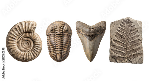 Foto Collection of ancient prehistoric fossils and artifacts isolated
