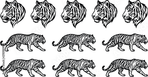 Photography tiger vector illustration set with detailed black and white wild cat heads and w