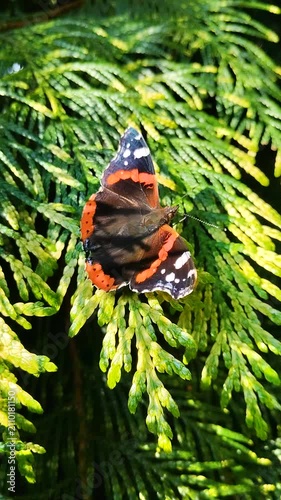 Red admiral butterfly sitting on green thuja branch, Close up of Vanessa atalanta butterfly on evergreen tree