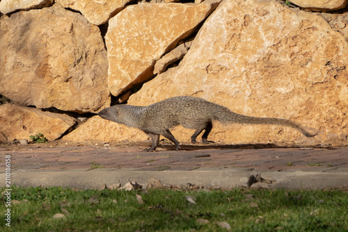 Fotografía A Mongoose in a Park