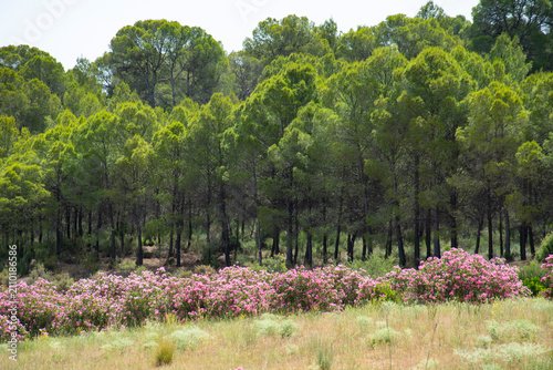 Foto Vast mountainous area of ​​Mediterranean forest