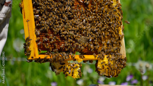 A beautiful macro portrait of a beekeeper holding a fresh wooden honeycomb frame vertically with wild raw honeycombs on a sunny mountain meadow.