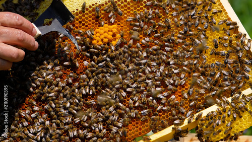 A beautiful macro portrait of a beekeeper holding a fresh wooden honeycomb frame vertically on a sunny mountain meadow.