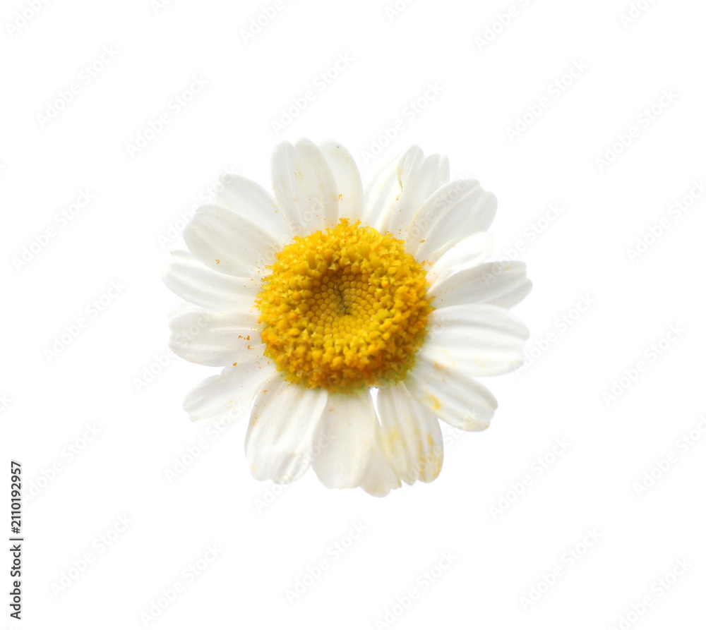 Fototapeta premium One beautiful chamomile flower isolated on white, top view