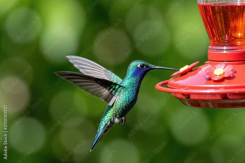 Fototapeta premium Small green hummingbird flies to red plastic feeder in forest. Tiny avian creature hovers near nectar container to feed. Vibrant tropical bird beats metallic iridescent wings fast drinking liquid in