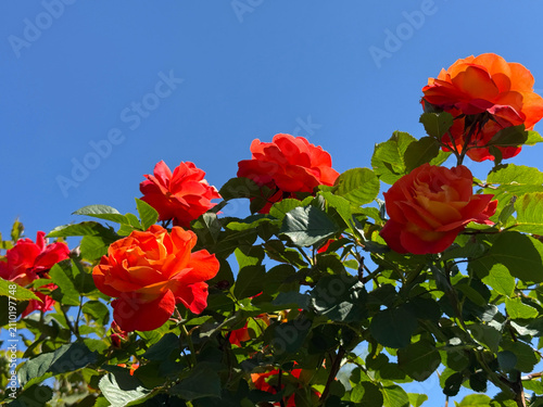 Bright red orange roses against sky