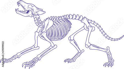 Obraz na płótnie Wolf Skeleton Line Art Growling Canine Anatomy Vector Illustration Side View