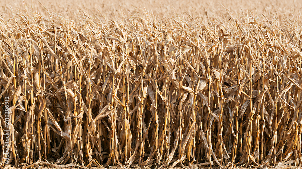 Fototapeta premium Vast expanse of sun-dried maize stalks and leaves in an agricultural field, ready for harvest, depicting rural farm life and harvest season