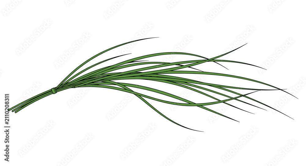 Fototapeta premium Hand drawn bundle of long green grass or chives with a tie for nature cooking or gardening illustration.